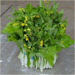 Nasiona Kapusta właściwa olejowa szt.5 Nxx395