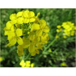 Nasiona Kapusta właściwa olejowa szt.5 Nxx395