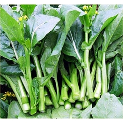 Nasiona Kapusta właściwa olejowa szt.5 Nxx395