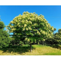 Nasiona Kasztan jadalny szt.3 NSxx2