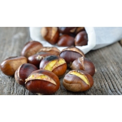 Nasiona Kasztan jadalny Castanea sati szt.3 Nxx685