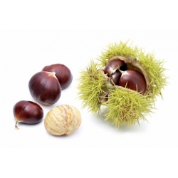 Nasiona Kasztan jadalny Castanea sati szt.3 Nxx685