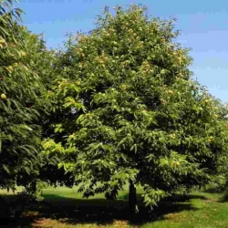 Nasiona Kasztan jadalny Castanea sati szt.3 Nxx685