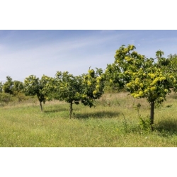 Nasiona Kasztan jadalny Castanea sati szt.3 Nxx685