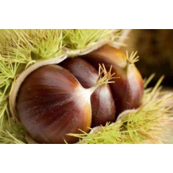 Nasiona Kasztan jadalny Castanea sati szt.3 Nxx685