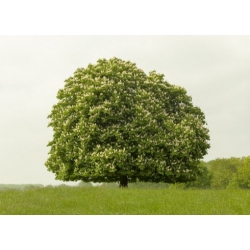 Nasiona Kasztanowiec, Kasztan szt.3 NSxx3