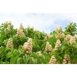 Nasiona Kasztanowiec, Kasztan szt.2 Nxx686