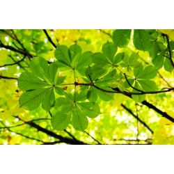 Nasiona Kasztanowiec, Kasztan szt.2 Nxx686