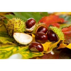 Nasiona Kasztanowiec, Kasztan szt.2 Nxx686