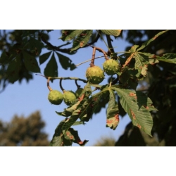 Nasiona Kasztanowiec, Kasztan szt.2 Nxx686