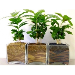 Nasiona Kawa arabska pokojowa szt.3 Nxx394