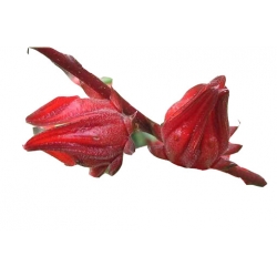 Nasiona Ketmia szczawiowa szt.5 N121