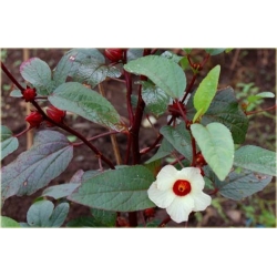 Nasiona Ketmia szczawiowa szt.5 Nxx121