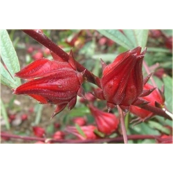 Nasiona Ketmia szczawiowa szt.5 Nxx121