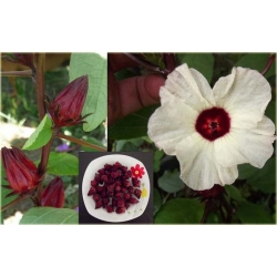 Nasiona Ketmia szczawiowa szt.5 Nxx121