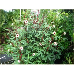 Nasiona Ketmia szczawiowa szt.5 Nxx121