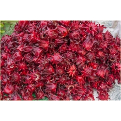 Nasiona Ketmia szczawiowa szt.5 Nxx121