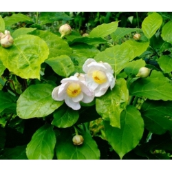 Nasiona Kielichowiec chiński szt.3 NSxx12