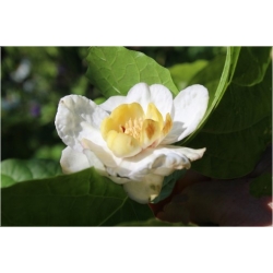 Nasiona Kielichowiec chiński szt.3 NSxx12