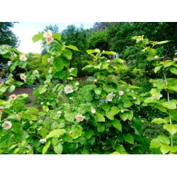 Nasiona Kielichowiec chiński szt.3 NSxx12