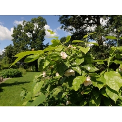 Nasiona Kielichowiec chiński szt.3 NSxx12