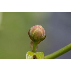 Nasiona Kielichowiec chiński szt.3 NSxx12