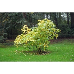 Nasiona Kielichowiec chiński szt.3 NSxx12