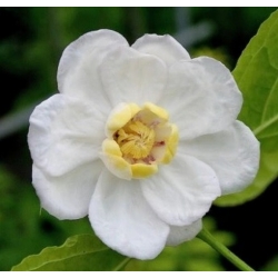 Nasiona Kielichowiec chiński rzadki szt.3 Nxx683