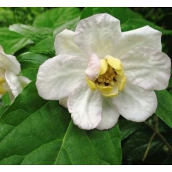 Nasiona Kielichowiec chiński rzadki szt.3 Nxx683