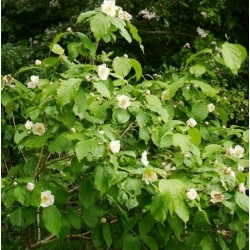 Nasiona Kielichowiec chiński rzadki szt.3 Nxx683