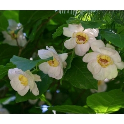 Nasiona Kielichowiec chiński rzadki szt.3 Nxx683