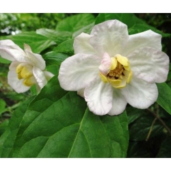 Nasiona Kielichowiec chiński rzadki szt.3 Nxx683