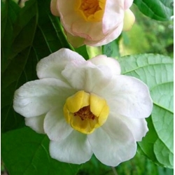 Nasiona Kielichowiec chiński rzadki szt.3 Nxx683