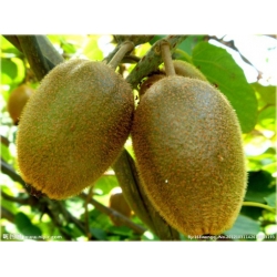 Nasiona Kiwi mini jadalne szt.5 Nxx142