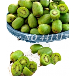 Nasiona Kiwi prawdziwe zielone jadalne pyszne Agrest chiński szt.5 N452
