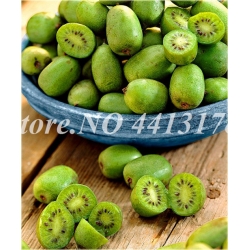 Nasiona Kiwi prawdziwe ziel jadalne szt.5 Nxx452