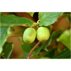 Nasiona Kiwi prawdziwe ziel jadalne szt.5 Nxx452