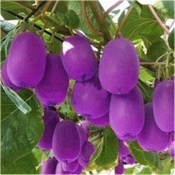 Nasiona Kiwi purpurowe serce szt.5 Nxx144