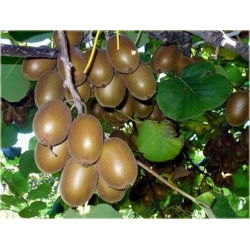 Nasiona Kiwi Złote Serce szt.5 Nxx46