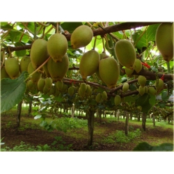 Nasiona Kiwi Złote Serce szt.5 Nxx46