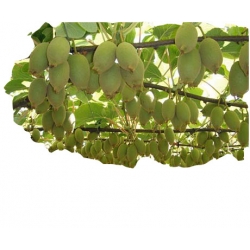 Nasiona Kiwi żółte szt.5