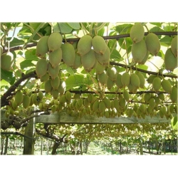 Nasiona Kiwi żółte szt.5 Nxx301