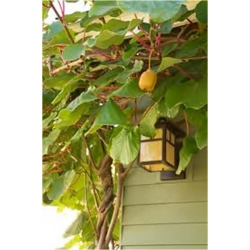 Nasiona Kiwi żółte szt.5 Nxx301