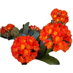 Nasiona Kliwia doniczkowa czerwona szt.5 N431