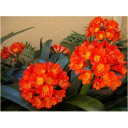 Nasiona Kliwia doniczkowa czerwona szt.5 Nxx431