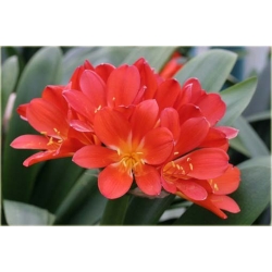Nasiona Kliwia doniczkowa czerwona szt.5 Nxx431