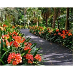 Nasiona Kliwia doniczkowa czerwona szt.5 Nxx431