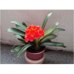 Nasiona Kliwia doniczkowa czerwona szt.5 Nxx431