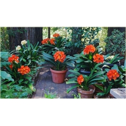 Nasiona Kliwia doniczkowa czerwona szt.5 Nxx431