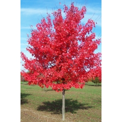 Nasiona Klon czerwony oryginał szt.5 Nxx652